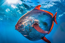 moonfish-worldweatheronline